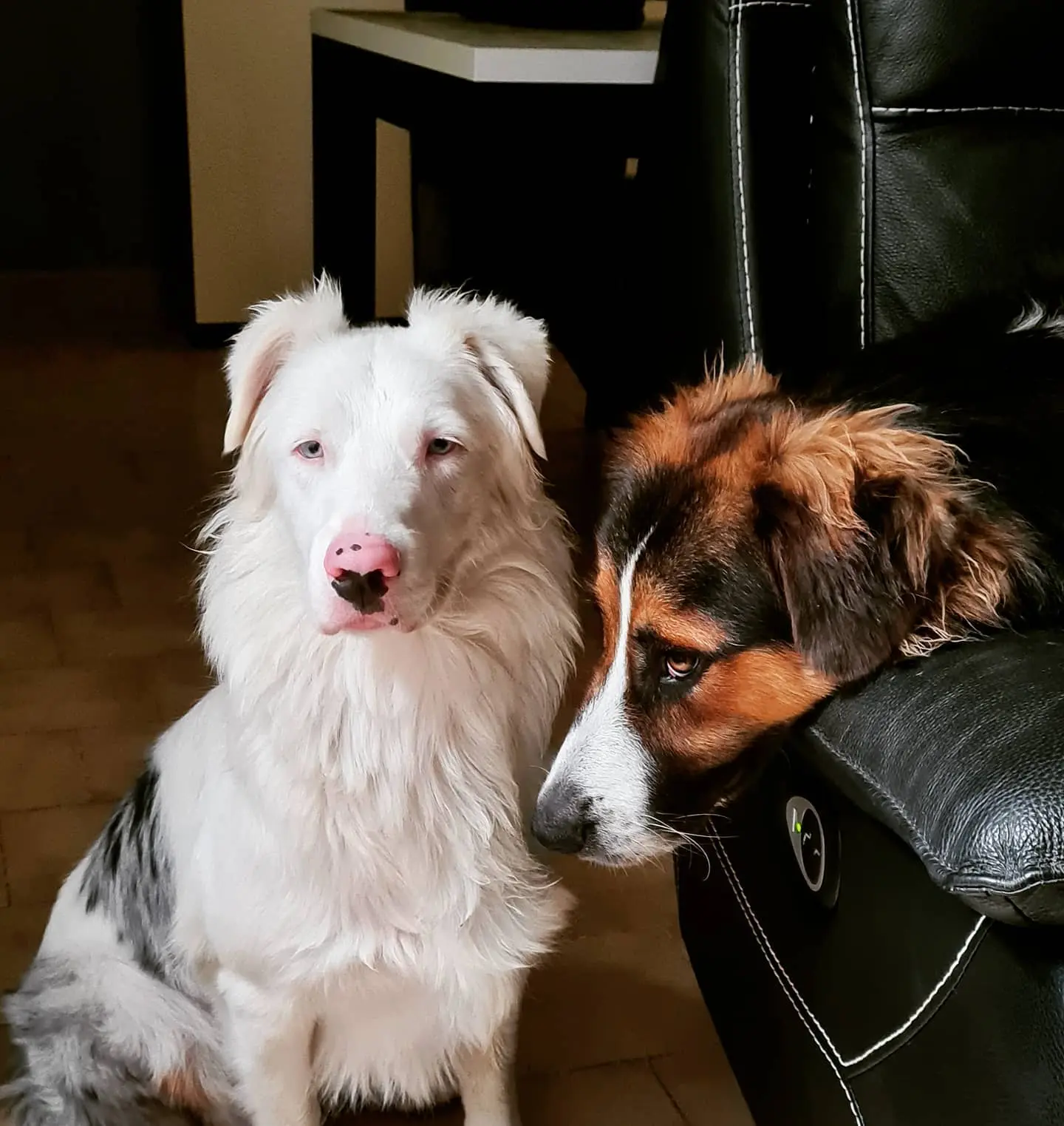Picture of Redux and Nouchka, two australian shepard dogs